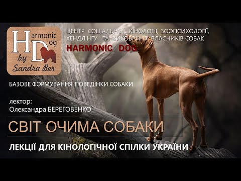 Видео: Олександра Береговенко - Світ очима собаки (коротка лекція для КСУ)