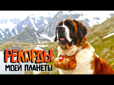 Видео: Топ огромных собак мира. Удивительные города на скалах. Рекорды Моей Планеты с Андреем Понкратовым