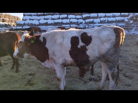 Видео: Сиырдың ішінен табылған алқа.Симментал бұқа,үйдегі шаруашылық.