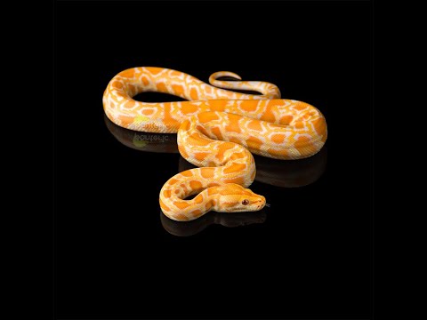 Видео: Условия содержания змей\Мой тигровый питон