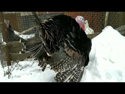 Видео: Сколько весят мои индюки.