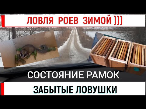Видео: Ловля роев зимой))). Забытые ловушки. Состояние рамок.