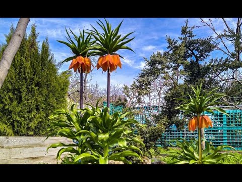 Видео: Рябчик императорский: вышивка лентами + аппликация