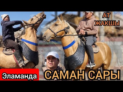 Видео: Саман сары ИШЕНИЧТҮҮ АТ Эламан чыгарды