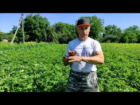 Видео: Скільки разів підгортати і полоти картоплю
