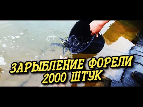 Видео: ➡️ЗАРЫБЛЕНИЕ ФОРЕЛИ В СОБСТВЕННЫЙ ПРУД,  КАК ПРАВИЛЬНО ЗАПУСТИТЬ ЧТОБЫ РЫБКА ХОРОШО ПРИЖИЛАСЬ❗❗❗