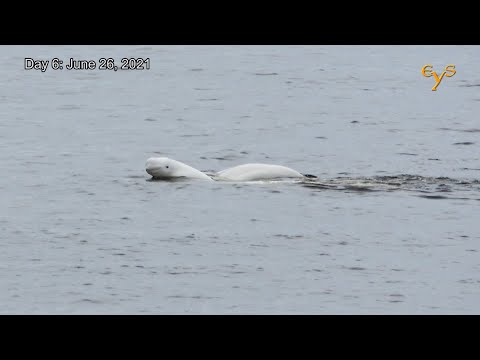Видео: На Севере Диком: Пурнема, Пинега, Голубино, Кимжа, Малые Корелы