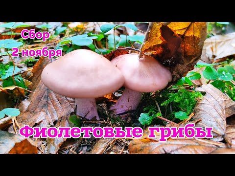 Видео: Грибы попёрли! Фиолетовое чудо. По грибы в Новой Москве.