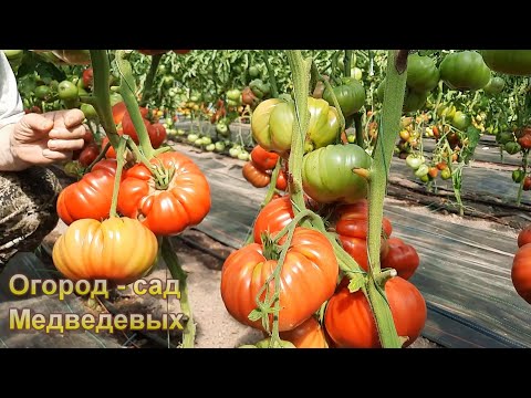 Видео: Делюсь опытом подвязки  томатов, перцев, огурцов в теплице и открытом грунте