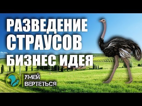 Видео: Разведение страусов / Бизнес идея / Страусиная ферма