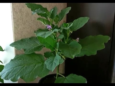 Видео: БАКЛАЖАНЫ, ПЕРЕЦ, огород на балконе,  Что то даже растет🌱🌱19 июня 2022 г.