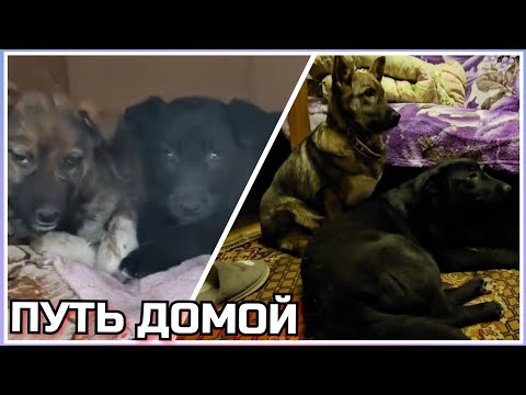 Видео: КОКОС и ЧЕРНИКА - неужели они уехали жить в одну семью!? После всех бед - НАВСЕГДА ВМЕСТЕ! В семье!