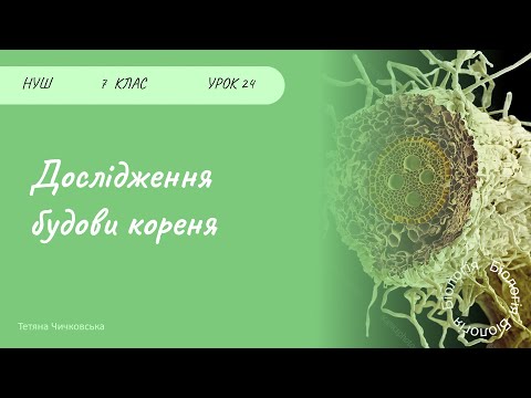Видео: Лабораторне дослідження будови кореня