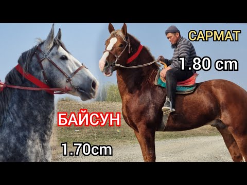 Видео: БАЙСУН  1.70cm  /  САРМАТ   1.80 cm  ЫКТЫЯР  таксырдан Чыкты пай пай пай