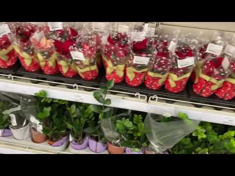 Видео: 23 декабря 2023 г. Леруа Мерлен. Обзор и покупки новогодних товаров и цветов.