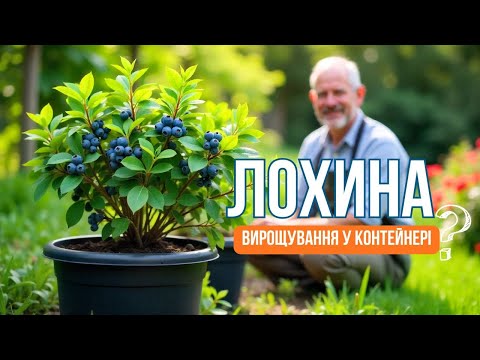 Видео: 🌱 Вирощування Лохини у контейнері. Що потрібно знати? #лохина #вирощування