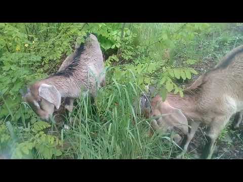 Видео: Козы или корова?мы выбрали КОЗЫ.