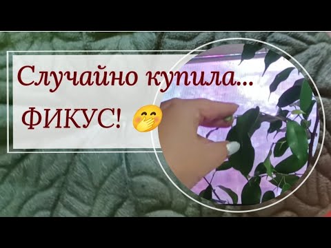 Видео: Случайно купила ФИКУС! 🤭