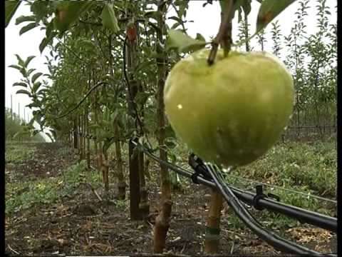 Видео: мамины сады   братья хаупшевы