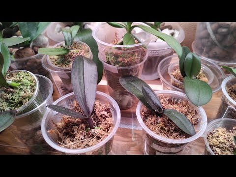 Видео: 23.02.21.ОРХИДЕИ  пересадка из кокоса в мох..  наращиваем корни.