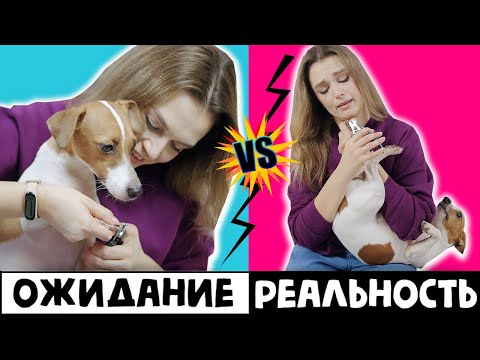 Видео: ЖИЗНЬ С СОБАКОЙ | ОЖИДАНИЕ VS РЕАЛЬНОСТЬ