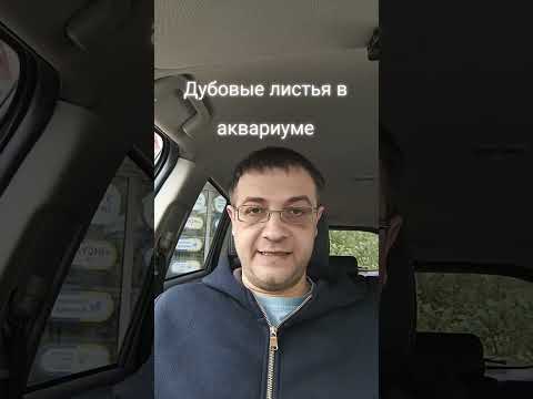 Видео: Дубовые листья в аквариуме