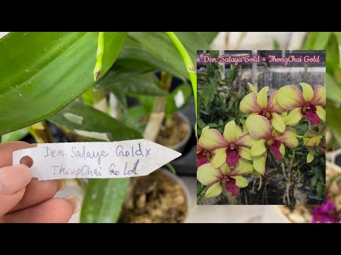 Видео: Коллекция ДЕНДРОБИУМОВ спустя ГОД❗️Уход полив расположение