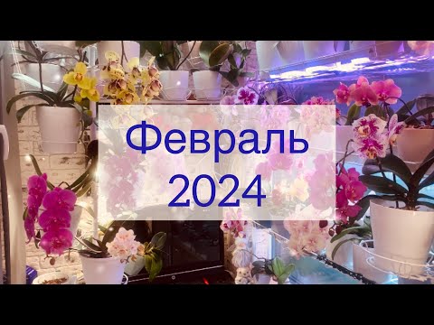 Видео: Цветение моих орхидей 04.02.2024