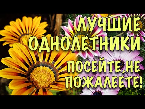 Видео: НЕПРИХОТЛИВЫЕ ОДНОЛЕТНИКИ, в которые ВЫ ВЛЮБИТЕСЬ! ОБИЛЬНО ЦВЕТУТ ВСЁ ЛЕТО!