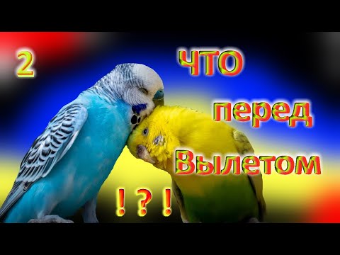 Видео: Что происходит к концу второй кладке у птенцов волнистых попугаев.
