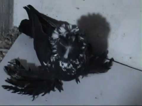 Видео: 2020г Классные голуби А.А.Василенко 1ч.