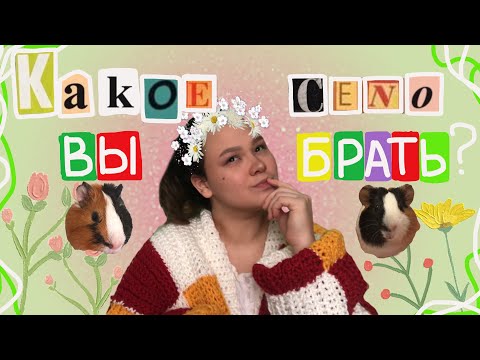 Видео: КАКОЕ СЕНО ДАВАТЬ МОРСКИМ СВИНКАМ?🌱🤔/ соц. сети со мной и свинками😳