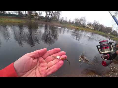 Видео: рыбалка в Старой Руссе