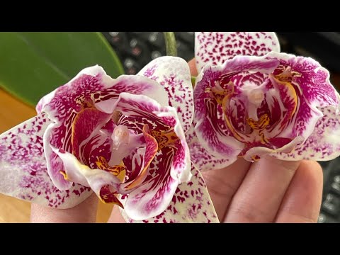 Видео: Детки на моих редких бабочках 🦋 Цитокининовая паста, тонкости.