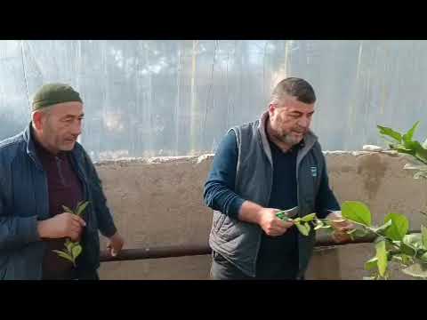 Видео: 7 ноября 2024 г.limon parvarishi haqida malumot