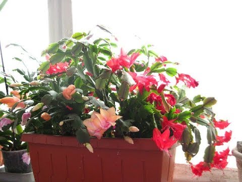 Видео: ШЛЮМБЕРГЕРА (Декабрист, Рождественник, Зигокактус). Все тонкости правильной пересадки.