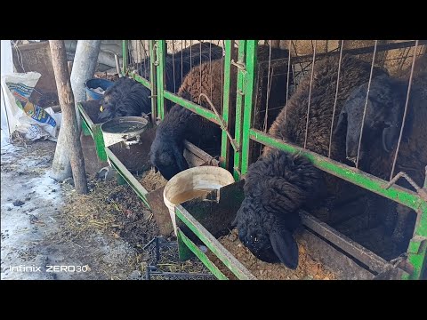 Видео: Бордақы қойларға таңғы ас