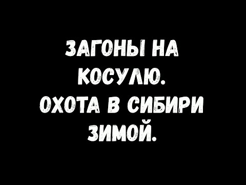 Видео: Охота загонами на сибирскую косулю! Тайга, мороз, и охотничьи байки!