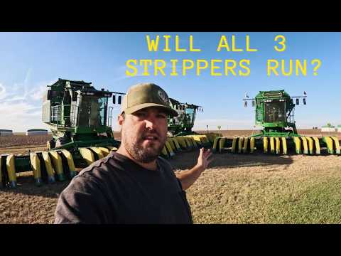 Видео: Сбор хлопка в Западном Техасе