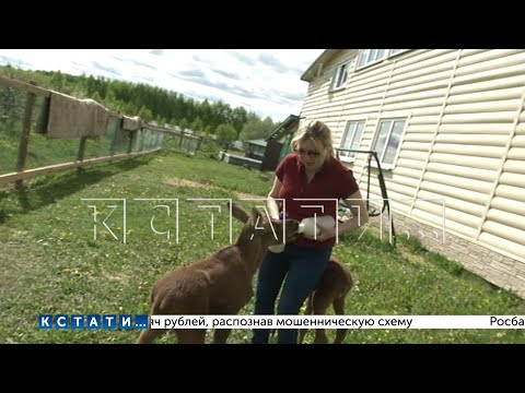 Видео: Осиротевшие лосята один за другим выходят из лесов к людям за помощью