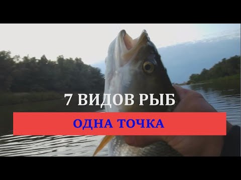 Видео: Поймал 7 видов рыб с одной точки!