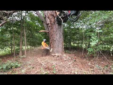 Видео: Массовое удаление 4-ствольной сосны