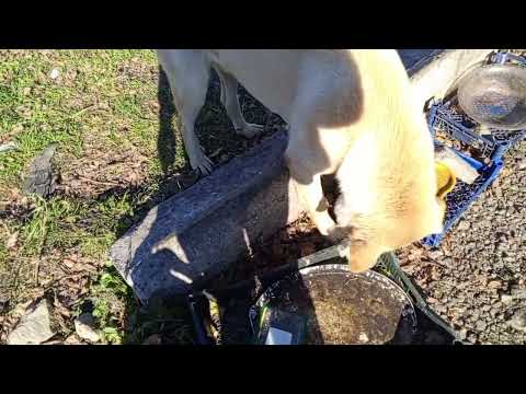 Видео: Кормлю собак 