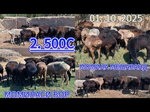 Видео: КУЙЛАР СОТИЛАДИ ГУСФАНДОИ. ФРУШИ МАРХАМАТ,