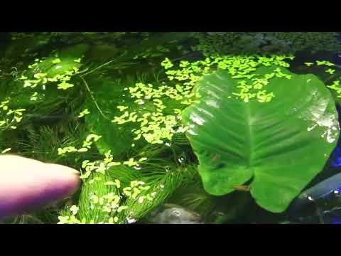 Видео: ДАФНИЯ ! ВАЖНАЯ ДЕТАЛЬ В РАЗМНОЖЕНИИ!