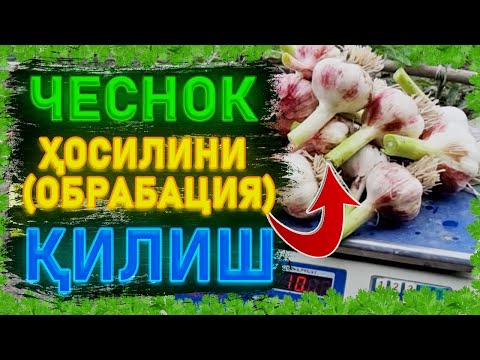 Видео: 🧄 Чеснок  ҳосилини  хисоблаш | 마늘 |  Garlic | 种蒜  | Chesnok