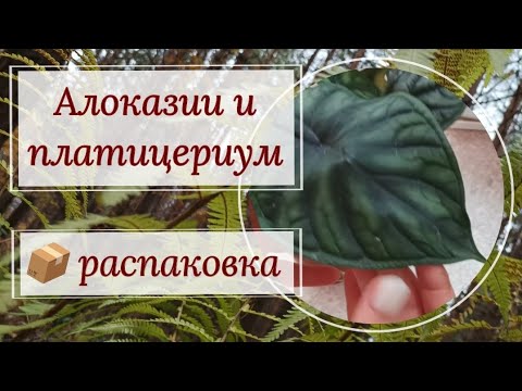 Видео: Еще одна посылка в конце сезона! С алоказиями и платицериумом! 😍