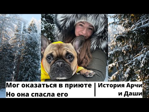 Видео: Французский Бульдог мог оказаться в приюте, но она его спасла. История Арчи и Даши.