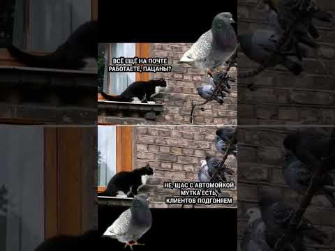 Видео: Мутка с автомойкой)