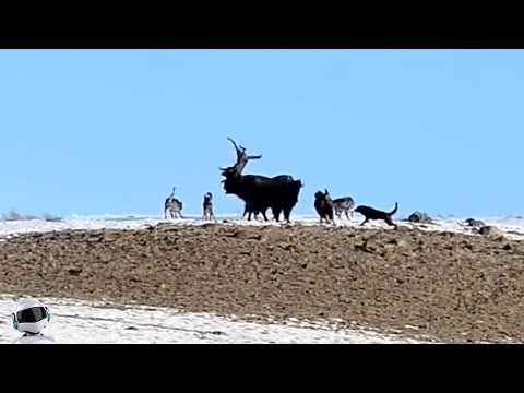 Видео: Бизон Уничтожил Волка / Редкие Битвы Животных, Снятые на Камеру